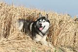 SIBERIAN HUSKY 013